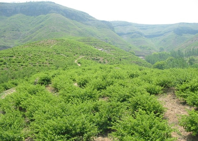 金银花苗荒山绿化